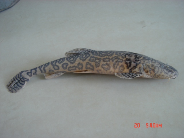 Triplophysa siluroides