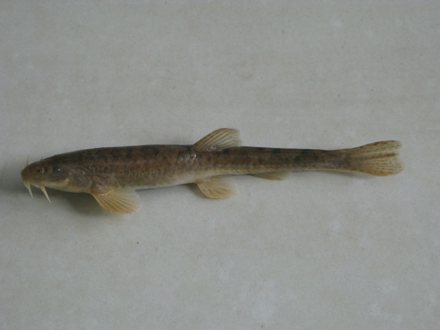 Triplophysa stolickai