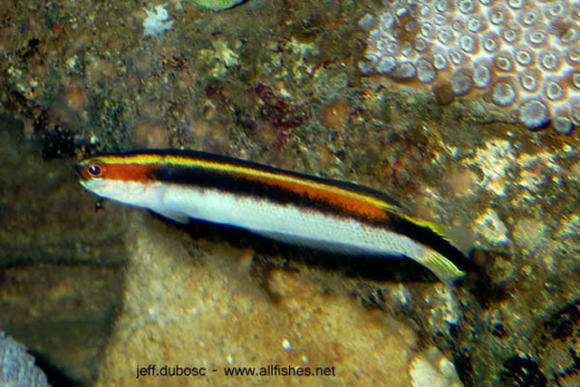 Trachinops taeniatus