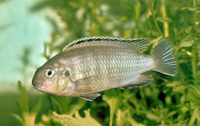 Tropheops tropheops