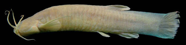 Trichomycterus uisae