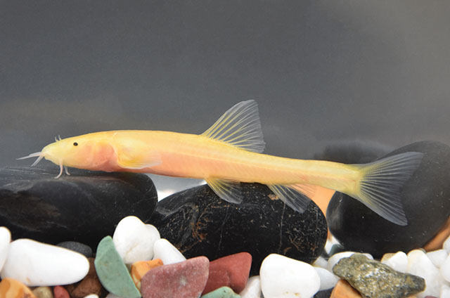 Triplophysa xiuwenensis
