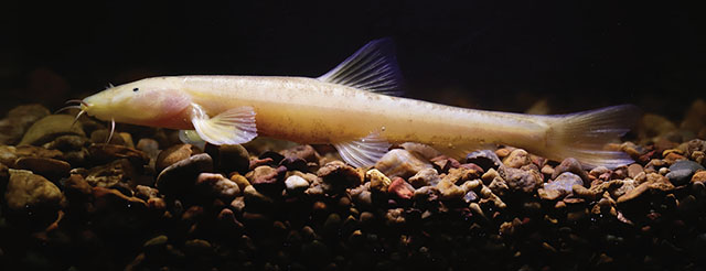 Triplophysa yaluwang