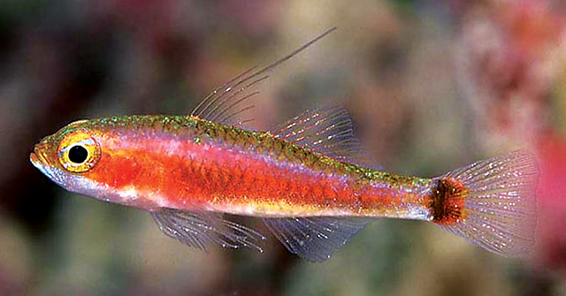 Trimma yoshinoi