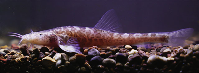 Triplophysa ziyunensis