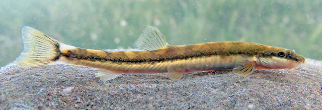 Turcinoemacheilus minimus