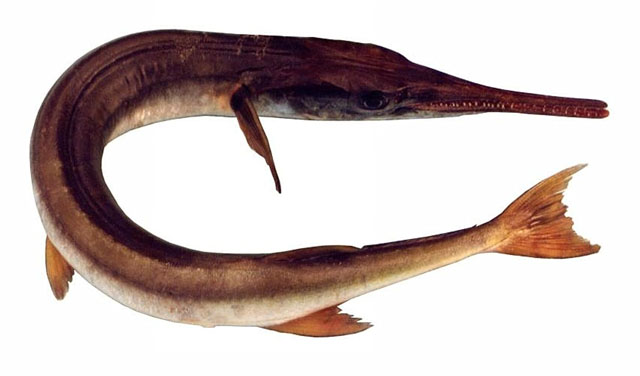 Tylosurus gavialoides