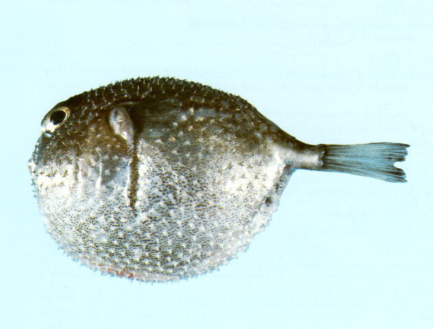 Tylerius spinosissimus