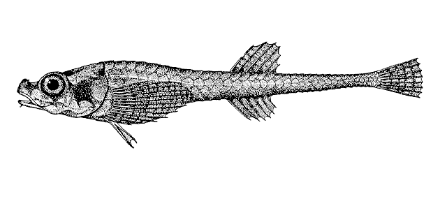 Aspidophoroides olrikii