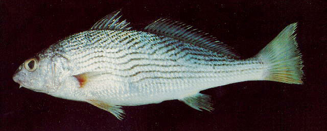 Umbrina xanti