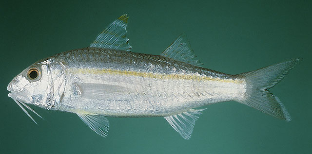 Upeneus doriae