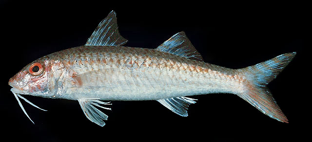 Upeneus madras
