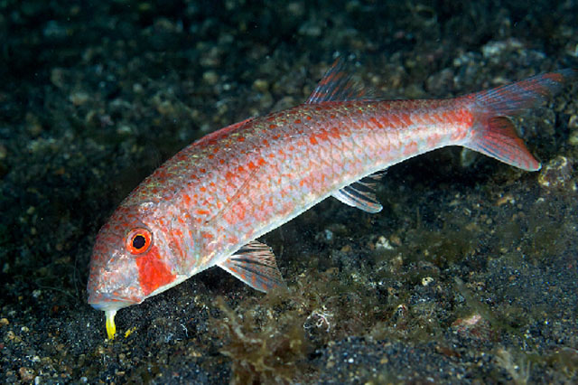 Upeneus luzonius