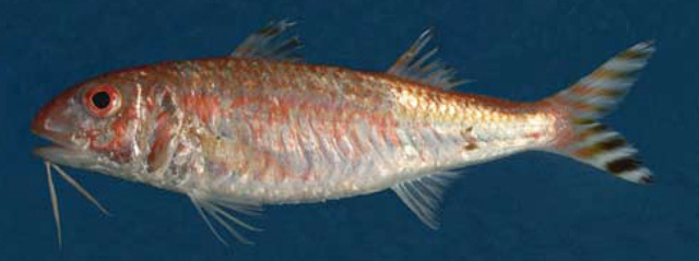Upeneus mascareinsis