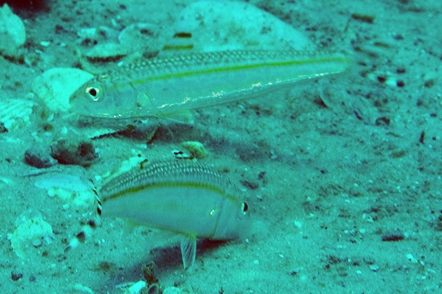 Upeneus parvus