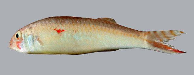 Upeneus seychellensis