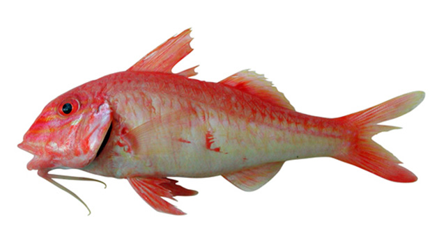 Upeneichthys stotti
