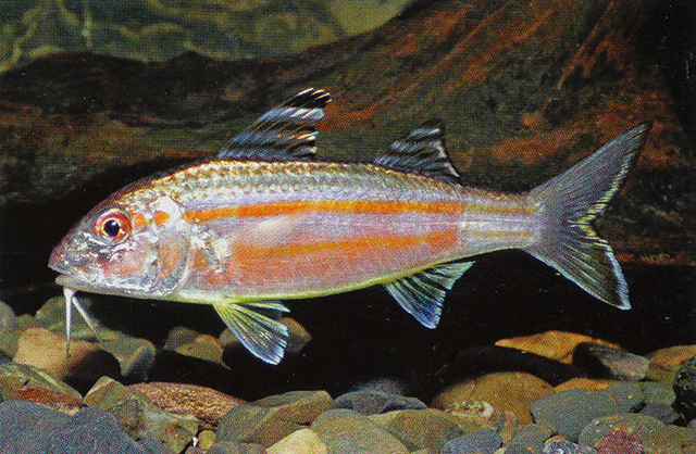 Upeneus sulphureus