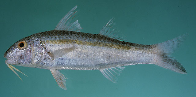 Upeneus sundaicus