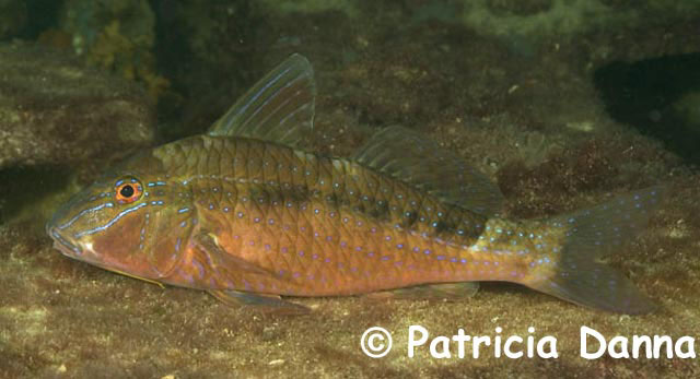 Upeneichthys vlamingii