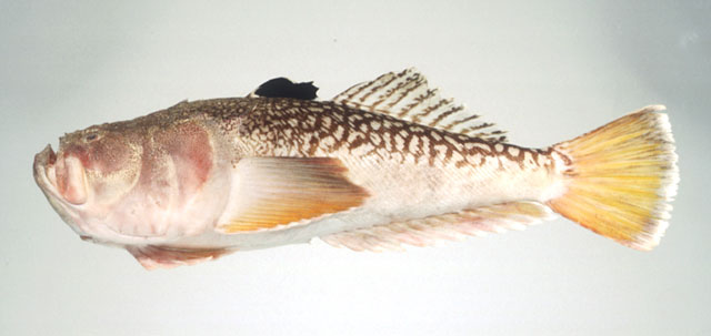 Uranoscopus chinensis