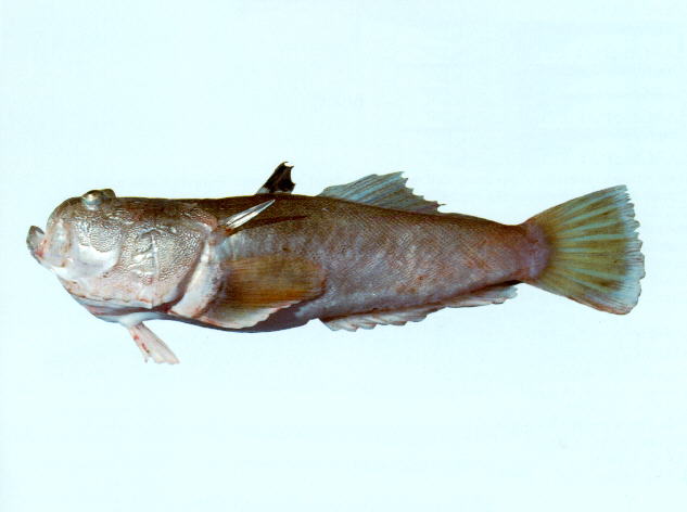 Uranoscopus cognatus