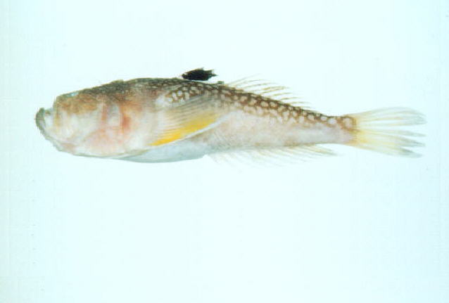 Uranoscopus japonicus