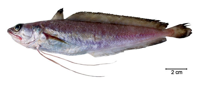 Urophycis mystacea