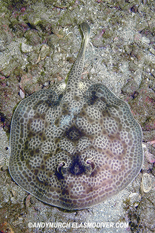 Urobatis pardalis