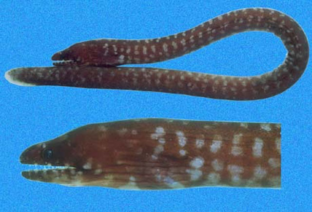 Uropterygius versutus