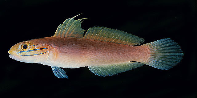 Valenciennea bella