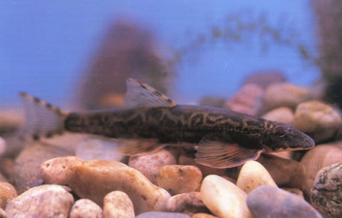 Vanmanenia gymnetrus