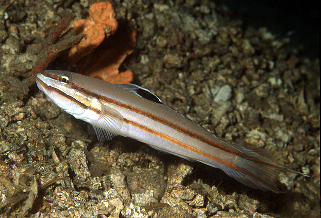 Valenciennea helsdingenii