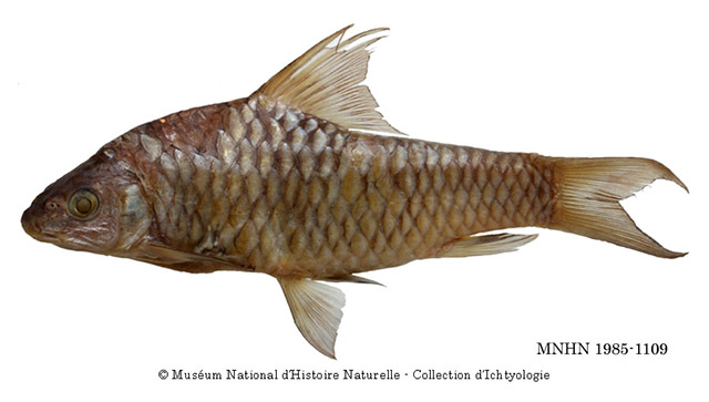 Labeobarbus mariae