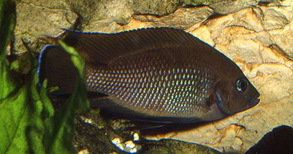 Variabilichromis moorii