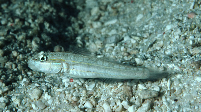 Valenciennea parva
