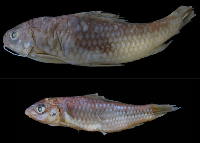 Labeobarbus semireticulatus