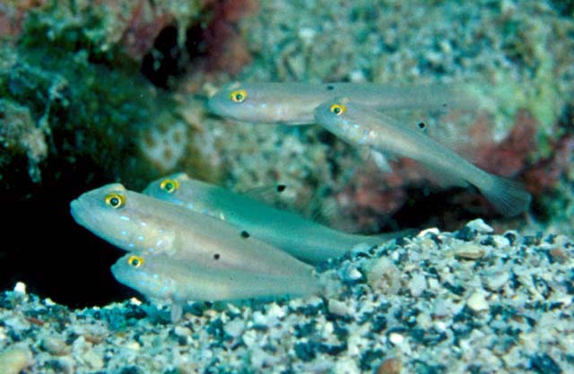 Valenciennea sexguttata