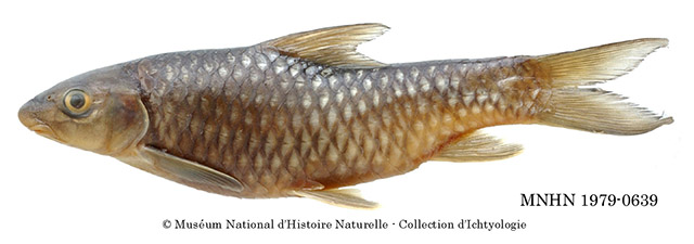 Labeobarbus werneri