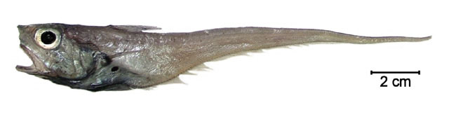 Ventrifossa mucocephalus