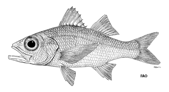 Verilus sordidus