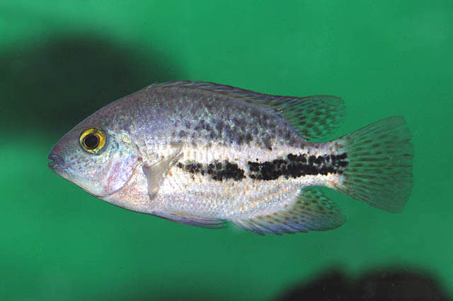 Vieja bifasciata