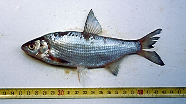 Vimba melanops