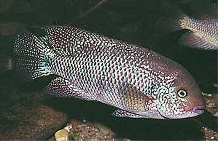 Vimic_u0.jpg