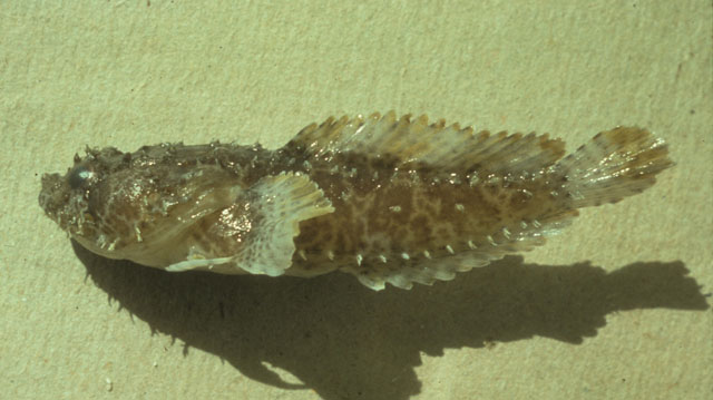 Vladichthys gloverensis