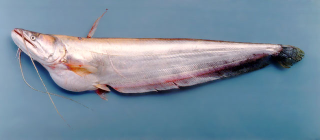 Wallago attu