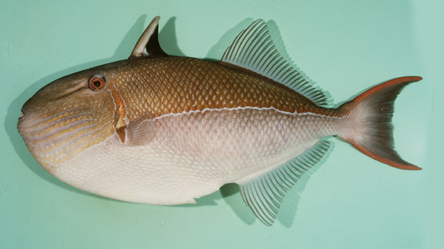 Xanthichthys caeruleolineatus