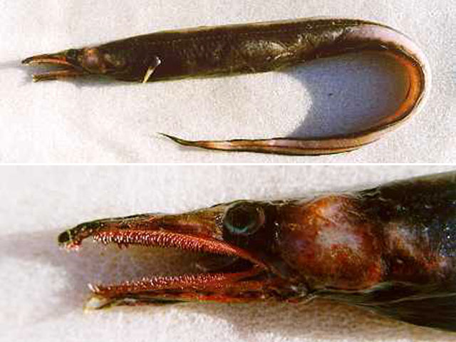 Xenomystax atrarius