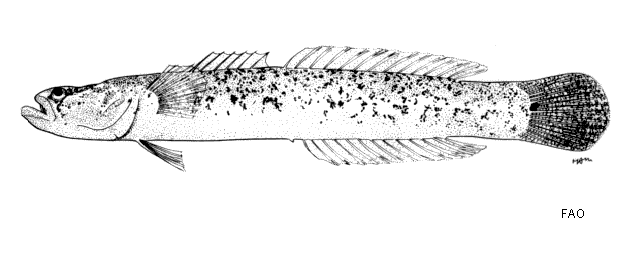 Xenisthmus balius