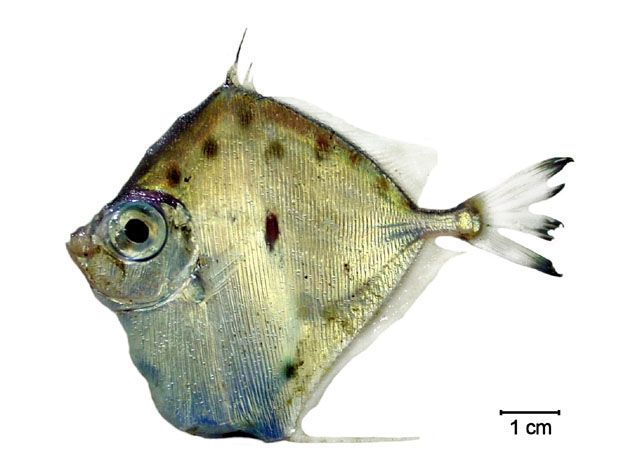 Xenolepidichthys dalgleishi